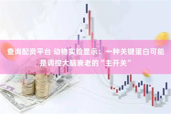 查询配资平台 动物实验显示：一种关键蛋白可能是调控大脑衰老的“主开关”